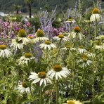 Echinacea purpurová (Echinacea pupurea) ´FEELING WHITE´® - kont. C2L